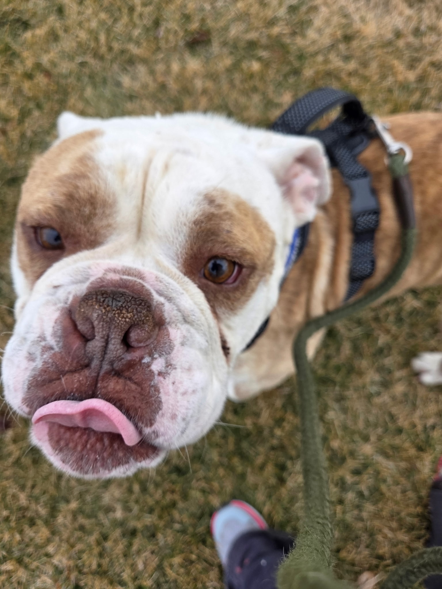 Biscuit, a tan and white English Bulldog with his tongue sticking out looking up at the camera at Wags 2 Wishes Animal Rescue near Minooka IL