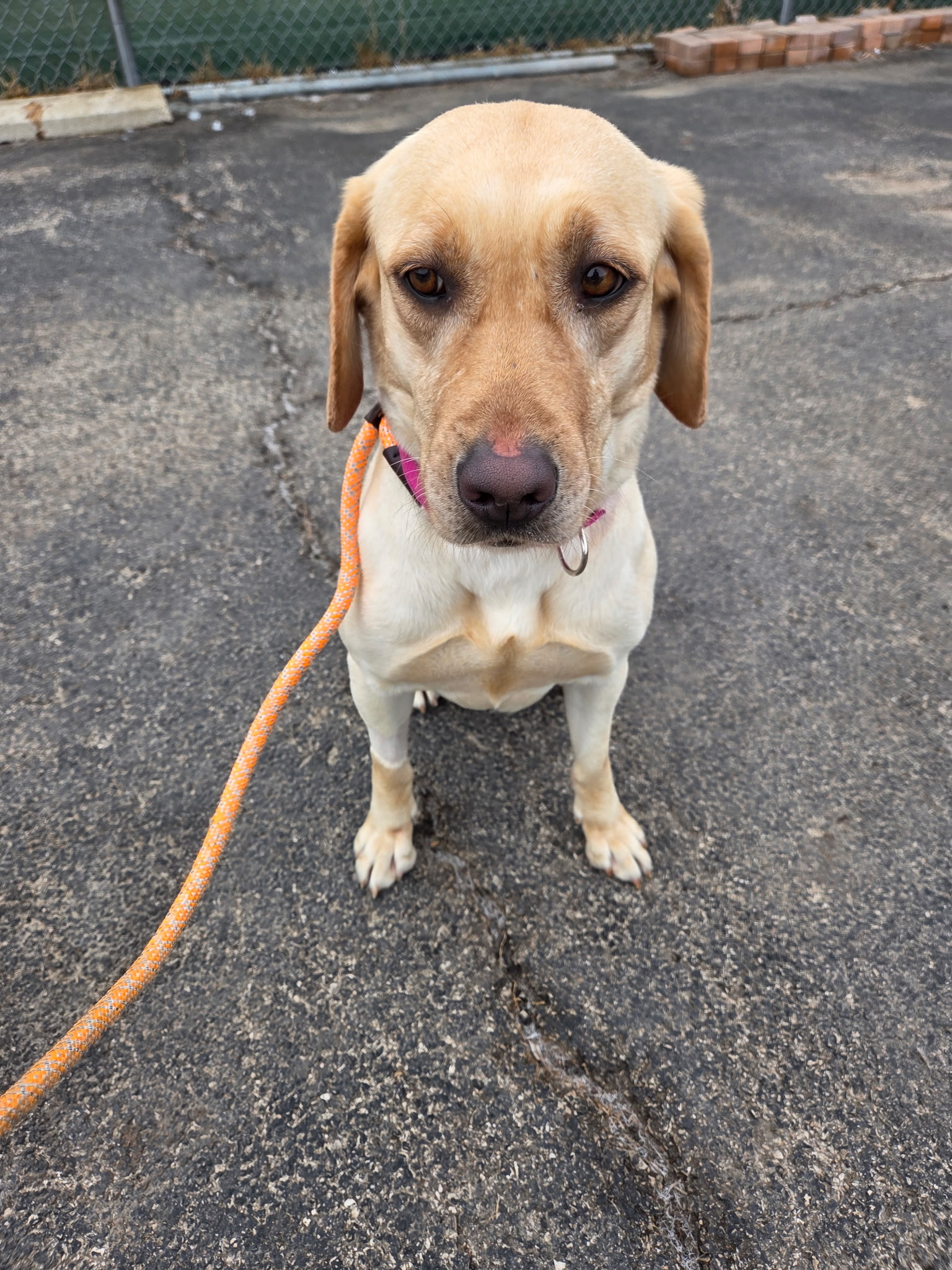 Sunny, a yellow Labrador Retriever sitting calmly on pavement with an orange leash, a shelter dog at Wags 2 Wishes Animal Rescue near Minooka IL