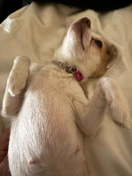 Marshmallow, a tiny cream Chihuahua mix puppy sleeping belly up on a soft blanket, a shelter dog at Wags 2 Wishes Animal Rescue near Minooka IL