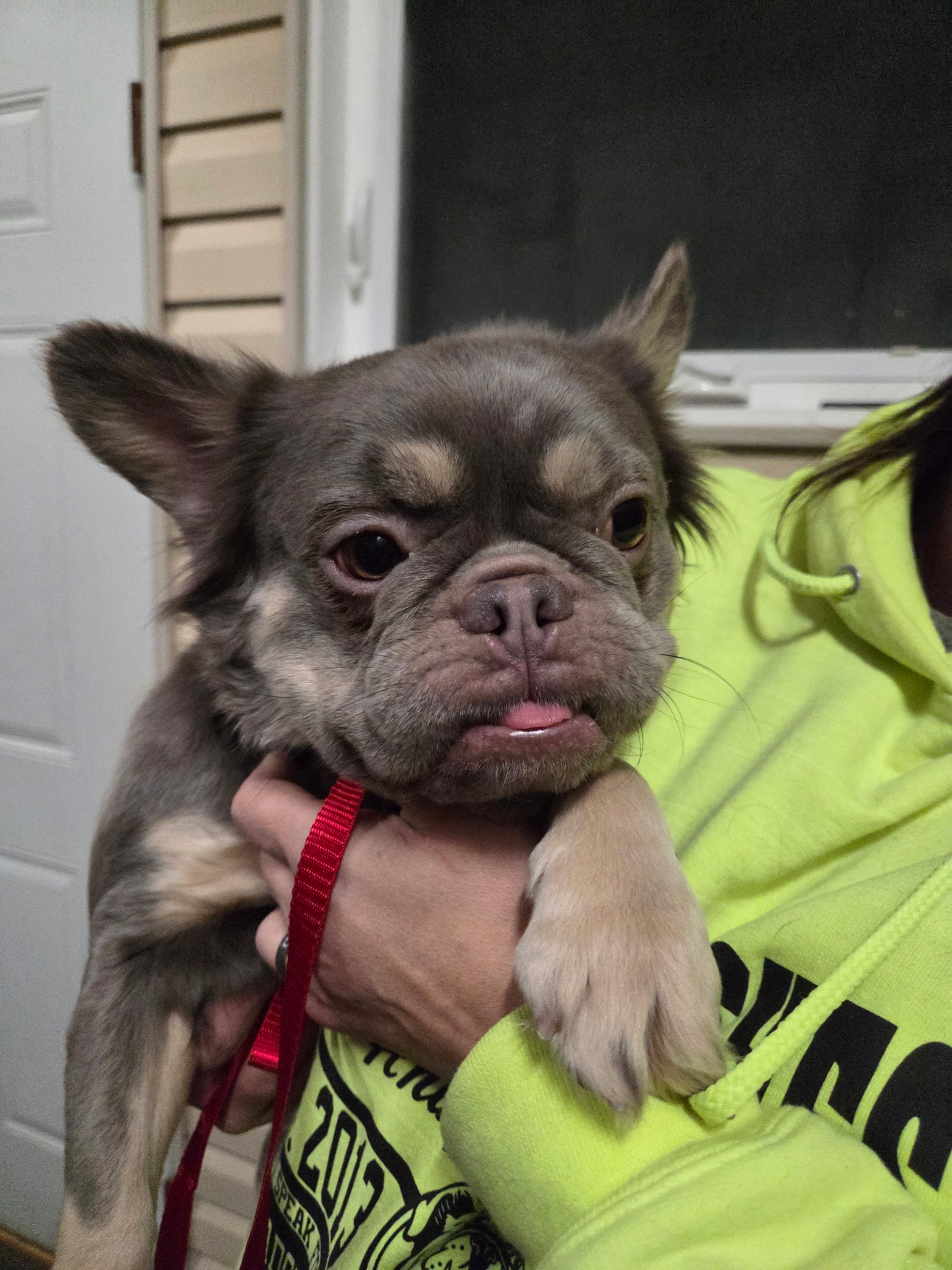 Floof, a lilac-gray French Bulldog Chihuahua mix being held by a volunteer with tongue slightly out at Wags 2 Wishes Animal Rescue near Minooka IL