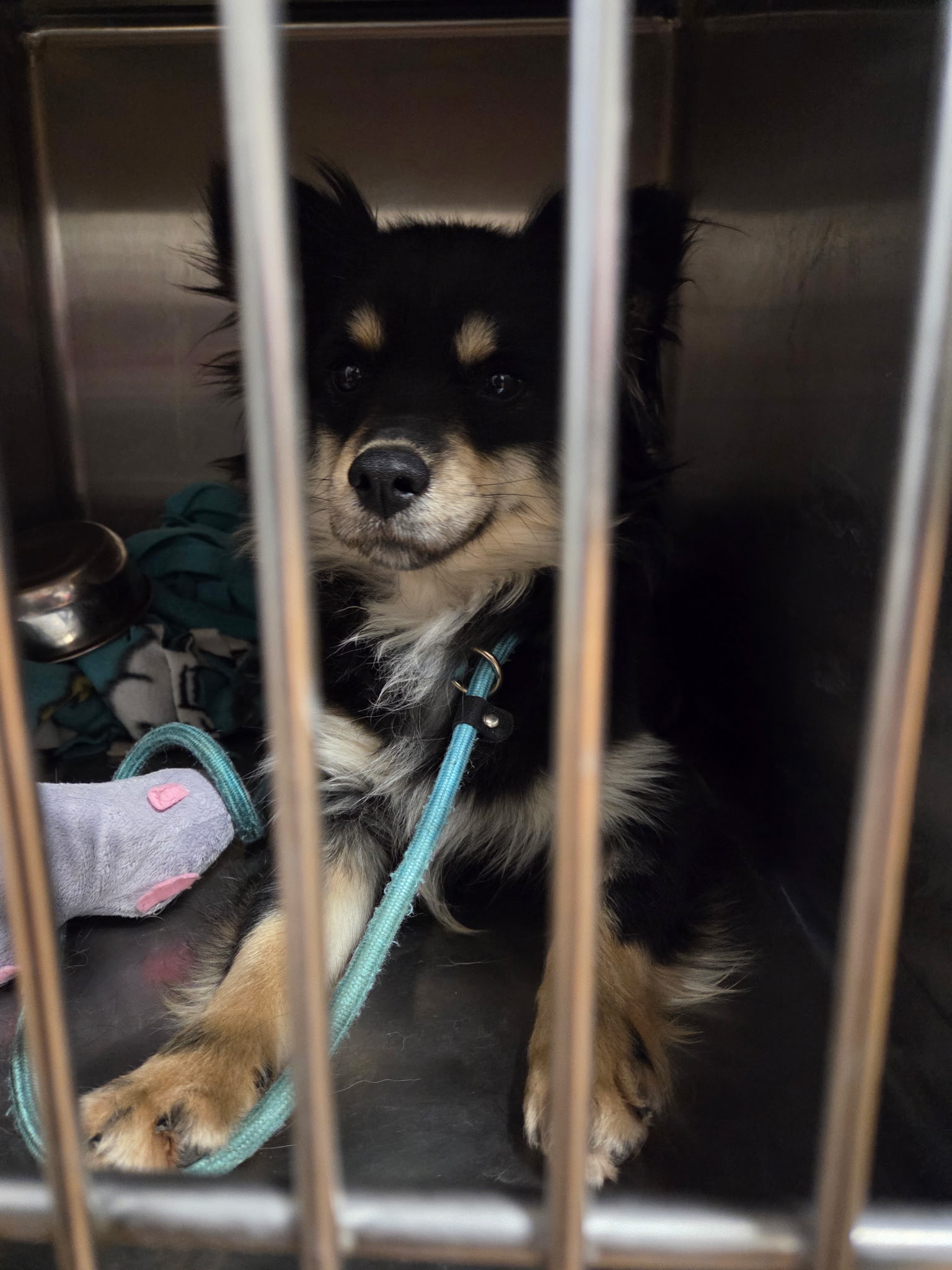 Pepper, a black and tan Pomeranian Australian Shepherd mix sitting alertly in her kennel at Wags 2 Wishes Animal Rescue near Minooka IL