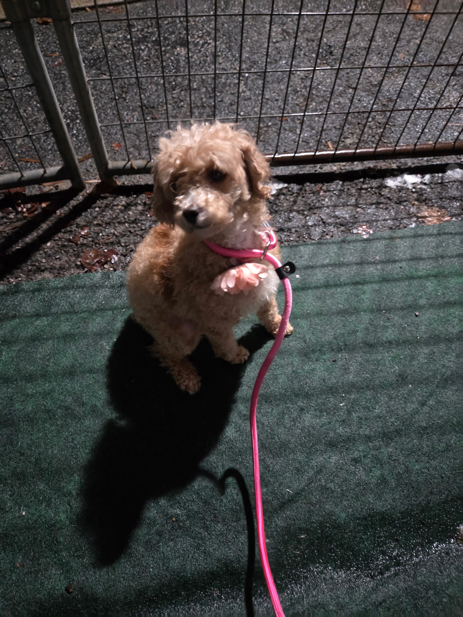 Noodle, a curly apricot Cockapoo mix standing on hind legs in a play yard with a pink harness at Wags 2 Wishes Animal Rescue near Minooka IL