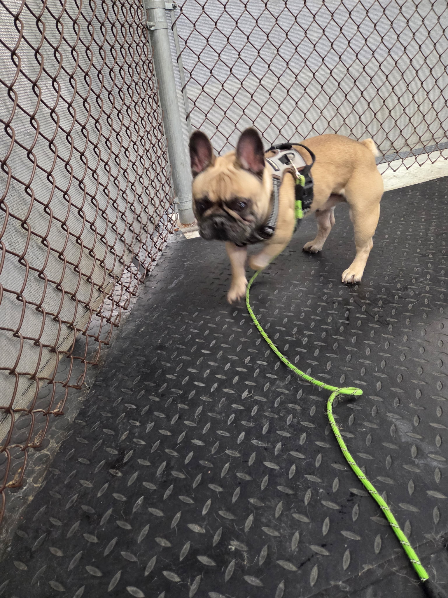Croissant, a fawn French Bulldog puppy walking confidently in a harness along a shelter walkway at Wags 2 Wishes Animal Rescue near Minooka IL
