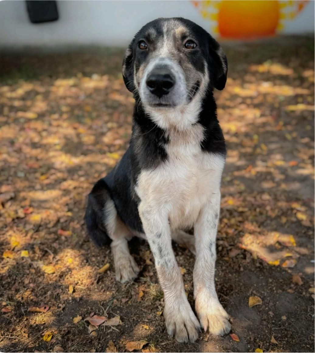 Waffles, a black and white Hound Border Collie mix sitting calmly among fallen leaves at Wags 2 Wishes Animal Rescue near Minooka IL