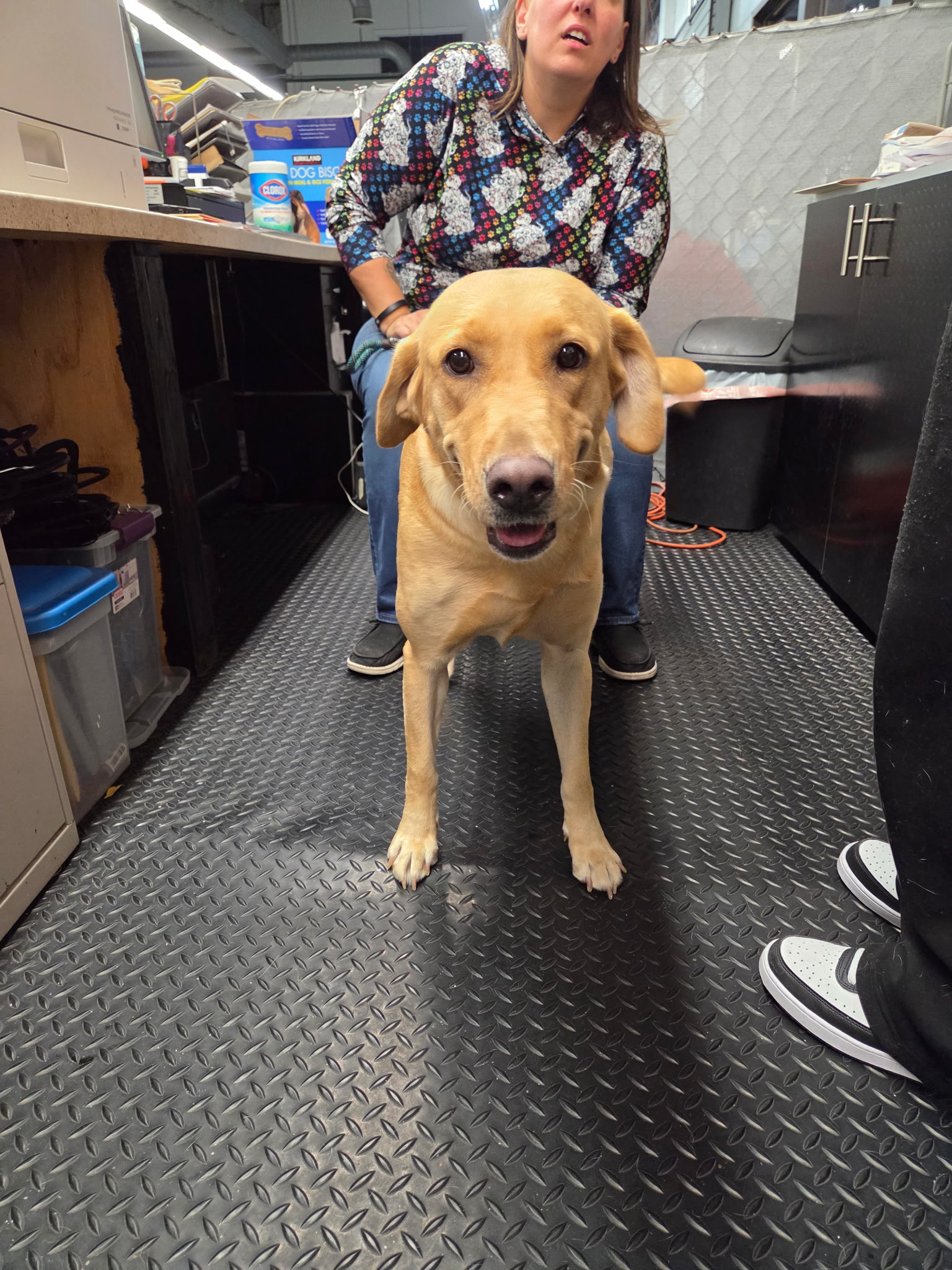 Domino, a happy yellow Labrador Retriever smiling with mouth open alongside a volunteer at Wags 2 Wishes Animal Rescue near Minooka IL