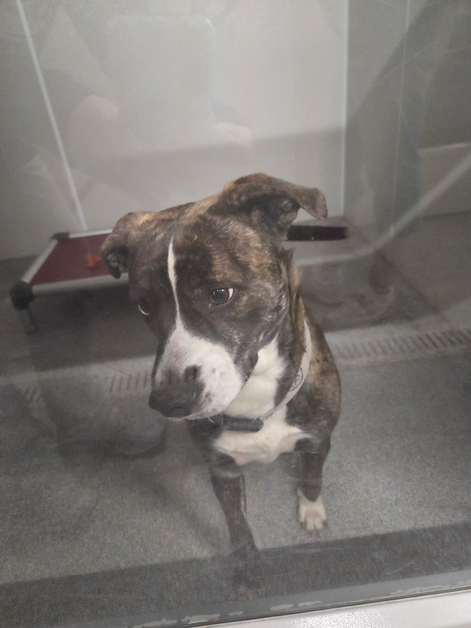 Bonnie, a brindle Pit Bull mix with a white chest patch looking up through the kennel glass at Wags 2 Wishes Animal Rescue in Minooka IL