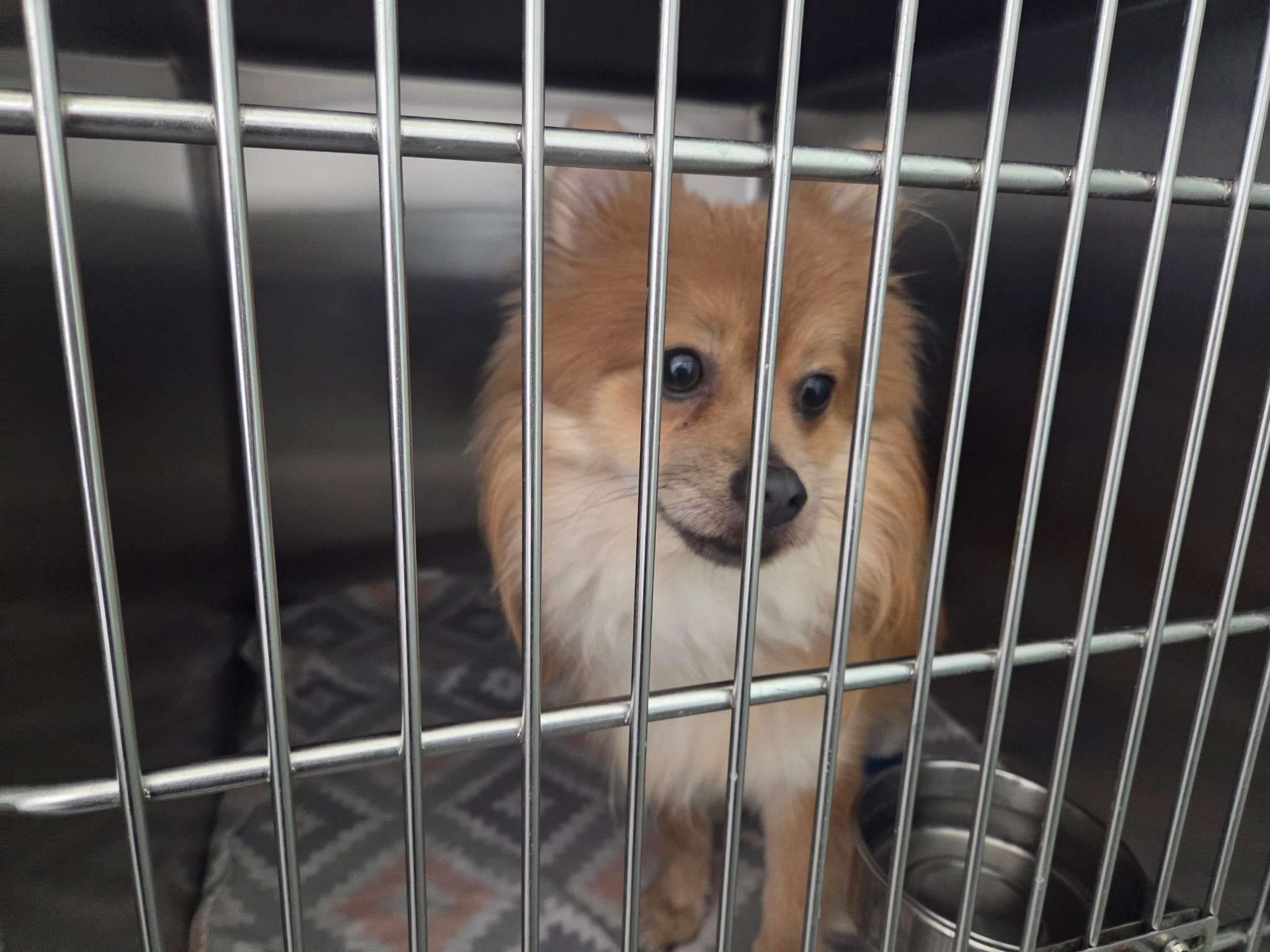Coopter, a golden Pomeranian with a fluffy mane looking through kennel bars at Wags 2 Wishes Animal Rescue in Minooka IL