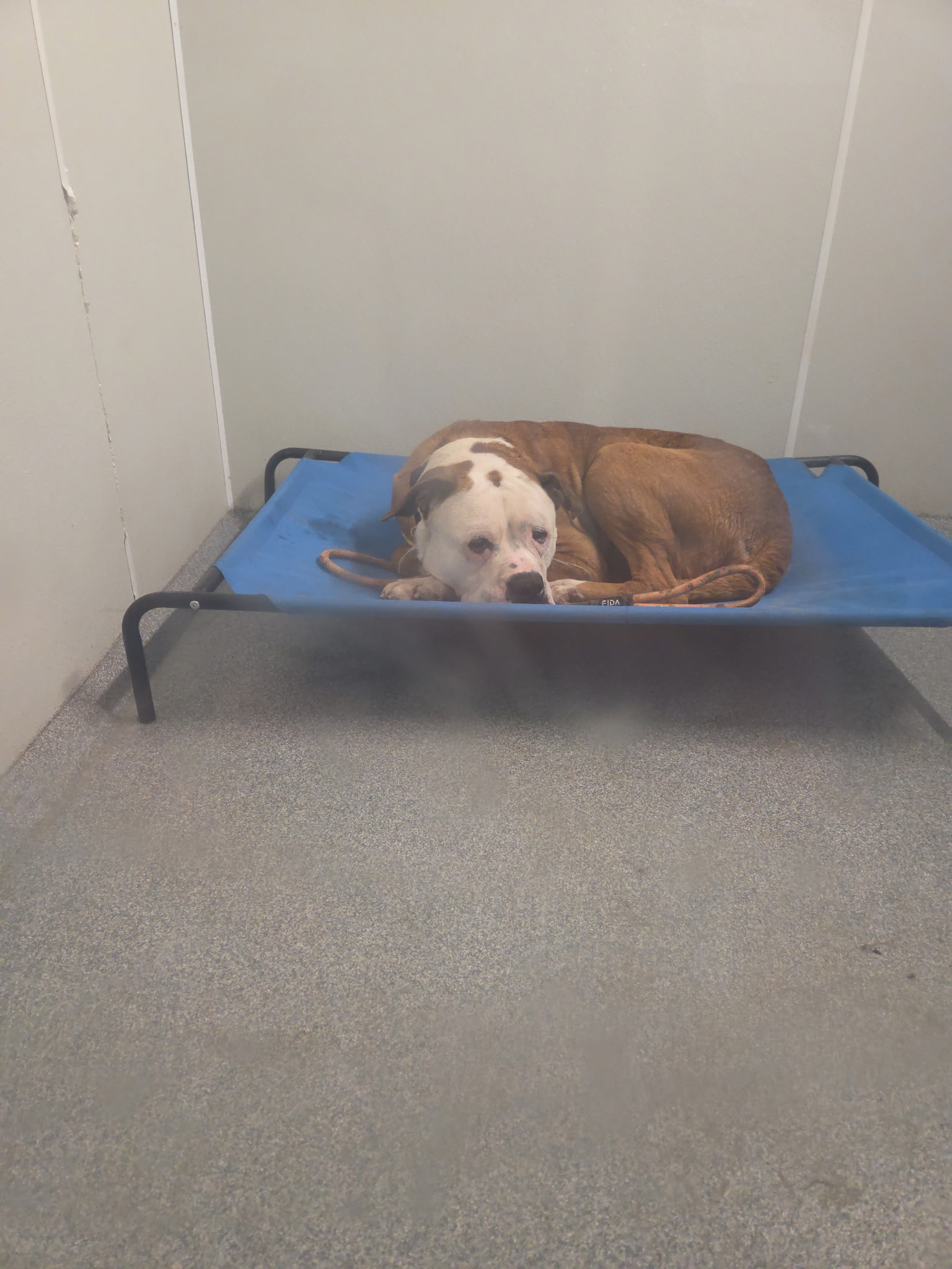 Dexter, a brown and white American Bulldog mix curled up on a blue shelter cot at Wags 2 Wishes Animal Rescue in Minooka IL