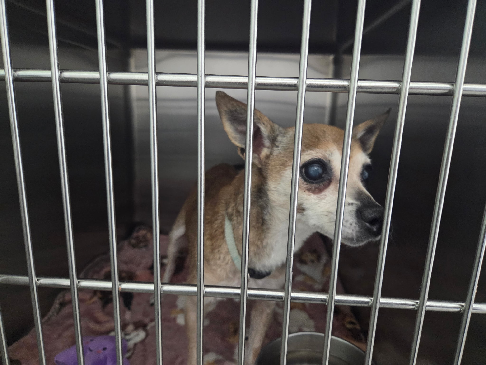 Doris, a senior tan Chihuahua with expressive eyes looking through kennel bars at Wags 2 Wishes Animal Rescue in Minooka IL