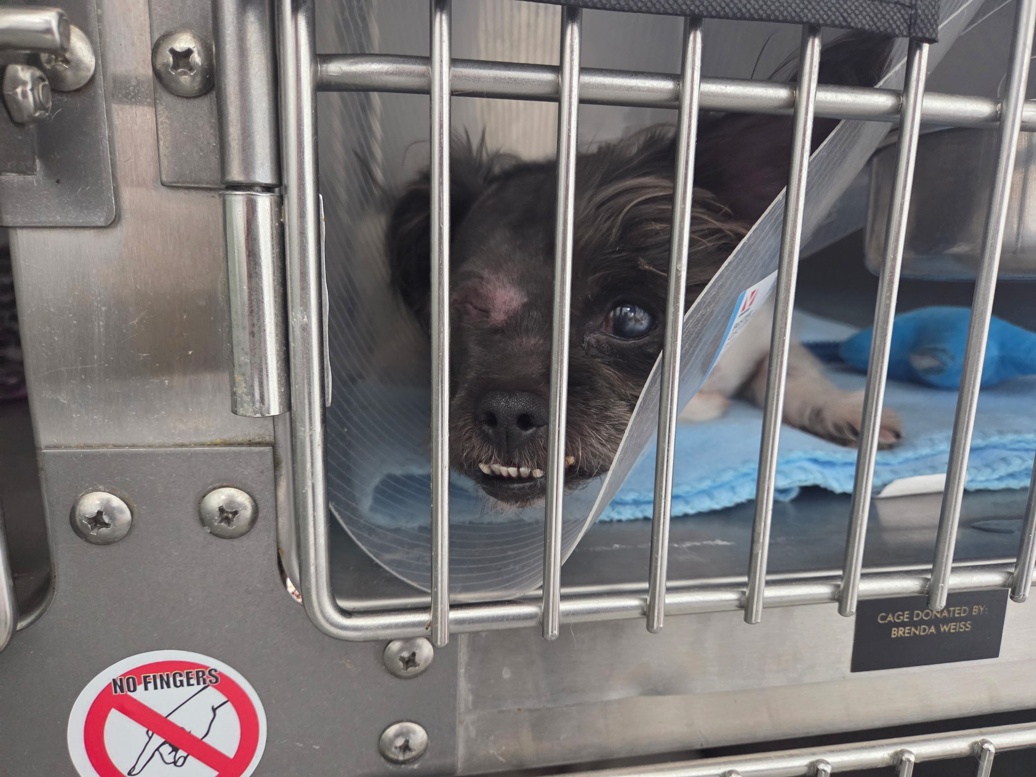 Harley, a small dark long-haired Chihuahua mix wearing a recovery cone in her kennel at Wags 2 Wishes Animal Rescue in Minooka IL