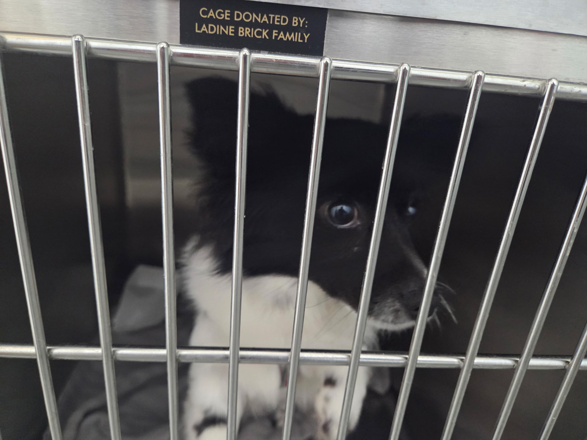 Lenny, a black and white Papillon Japanese Chin mix peeking shyly through kennel bars at Wags 2 Wishes Animal Rescue in Minooka IL
