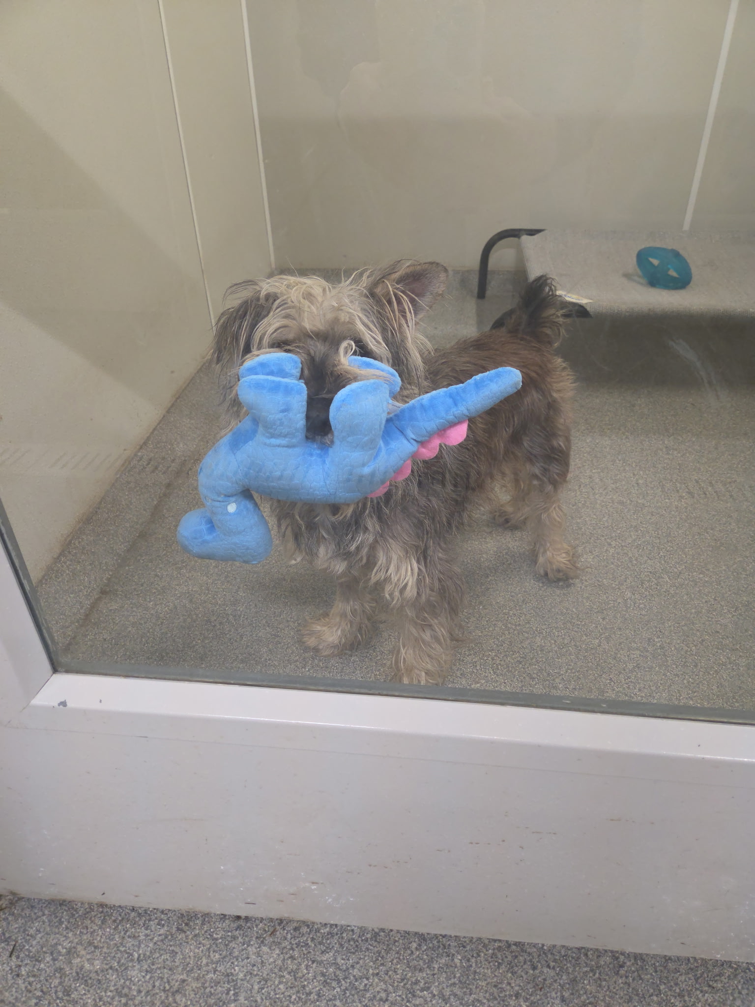 Luigi, a scruffy Cairn Terrier mix holding a blue stuffed dinosaur toy at Wags 2 Wishes Animal Rescue shelter in Minooka IL