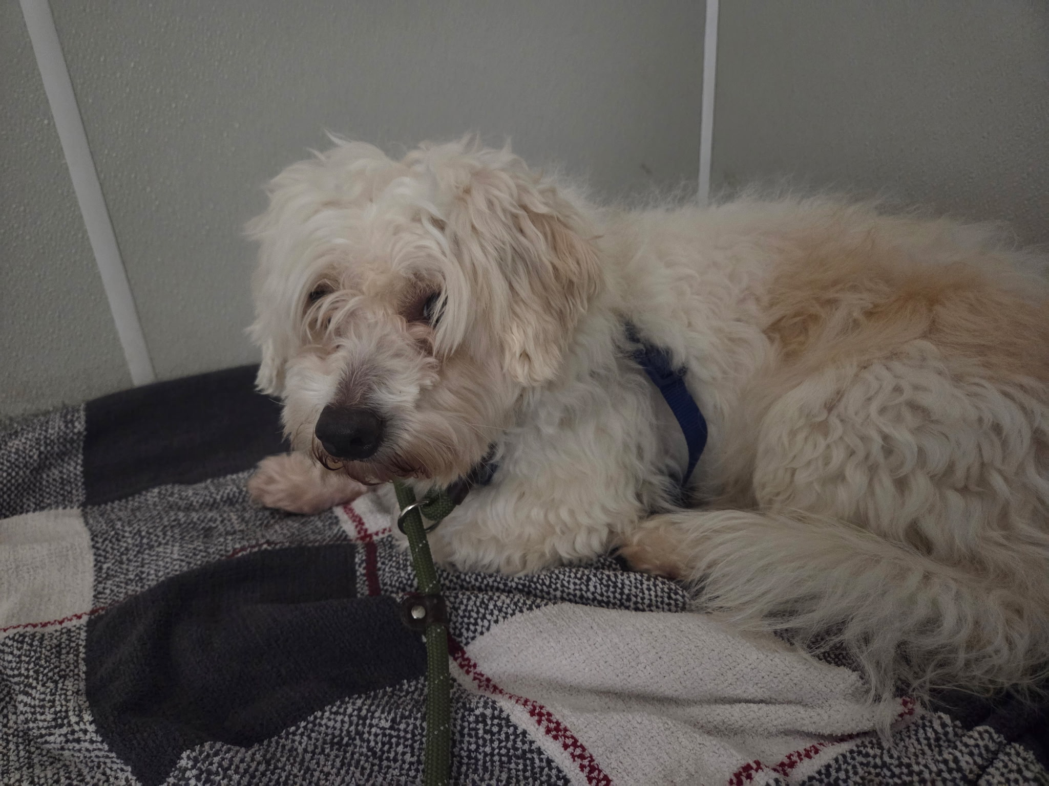 Mello, a cream-colored Goldendoodle with curly fur, resting on a plaid blanket at Wags 2 Wishes Animal Rescue in Minooka IL