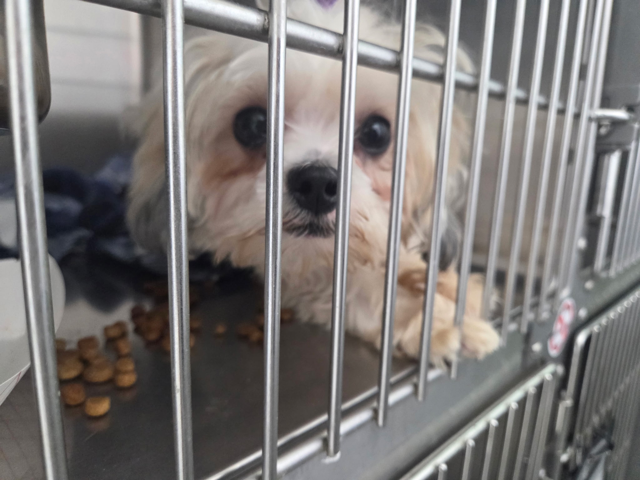 Moana, a cream and white Maltese Shih Tzu mix resting near her food in the kennel at Wags 2 Wishes Animal Rescue in Minooka IL
