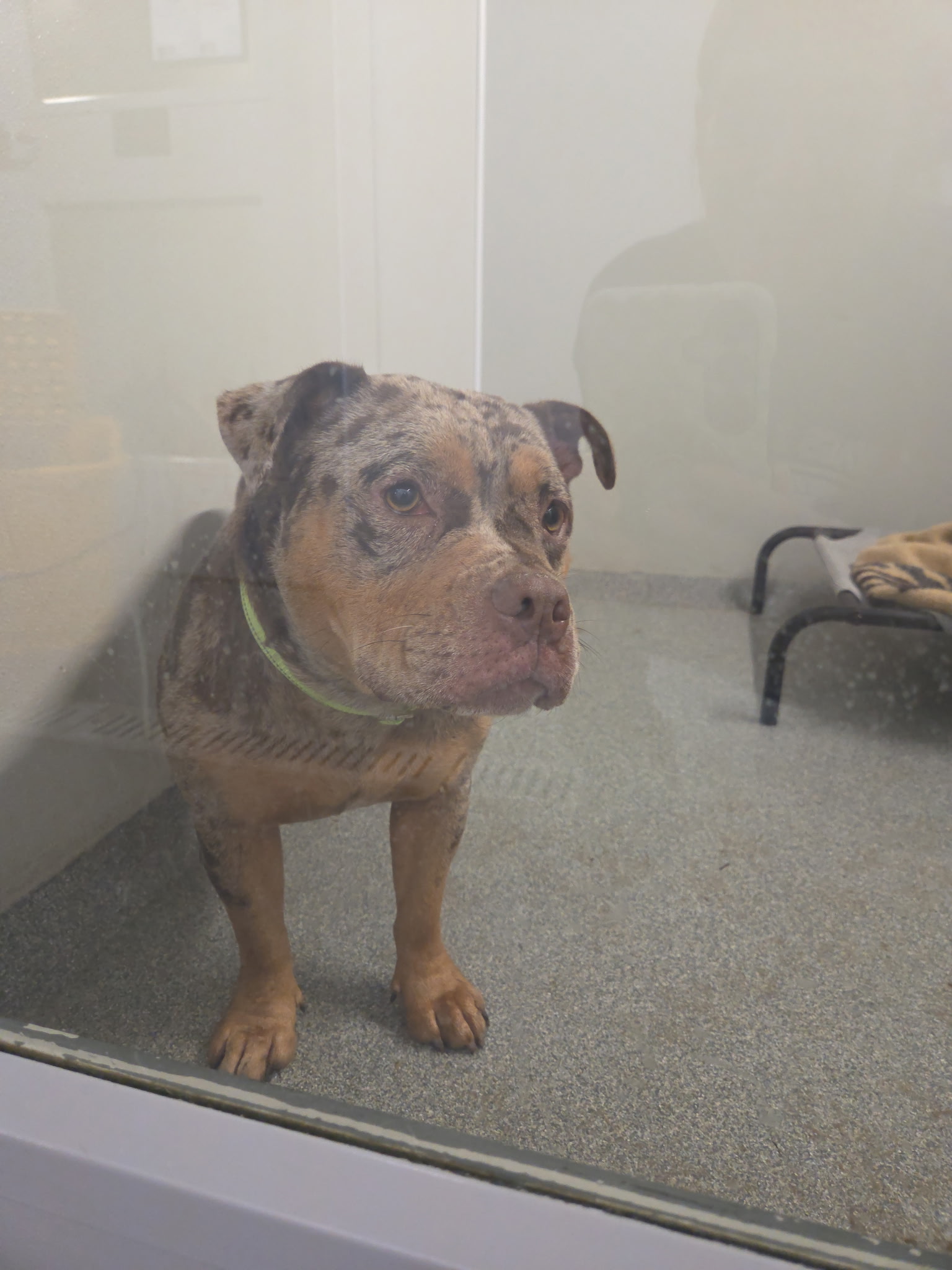Noelle, a merle-patterned English Bulldog mix standing in her kennel at Wags 2 Wishes Animal Rescue in Minooka IL