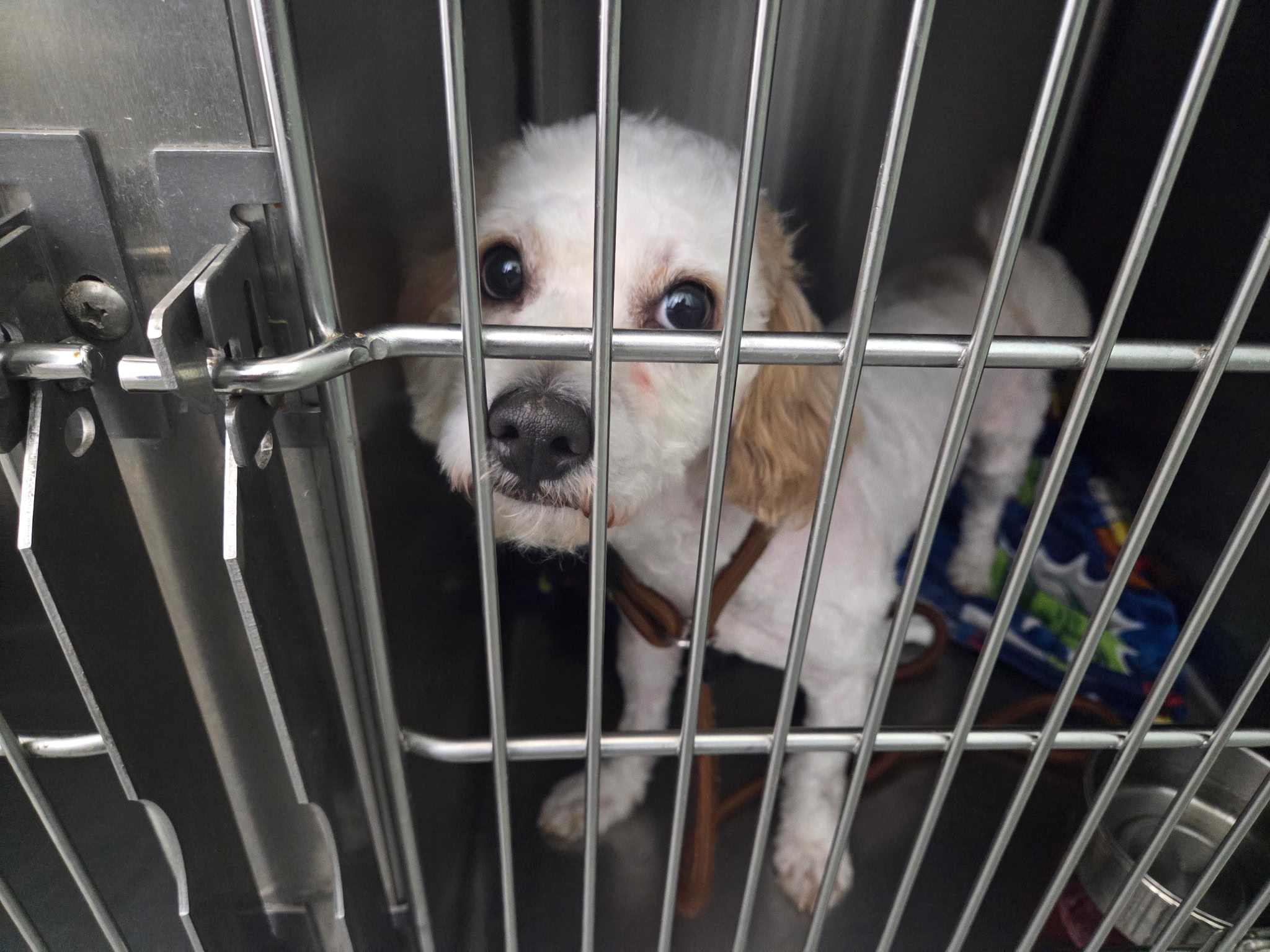 Pudding, a small white and apricot Bichon Frise Poodle mix peering through kennel bars with big dark eyes at Wags 2 Wishes Animal Rescue in Minooka IL