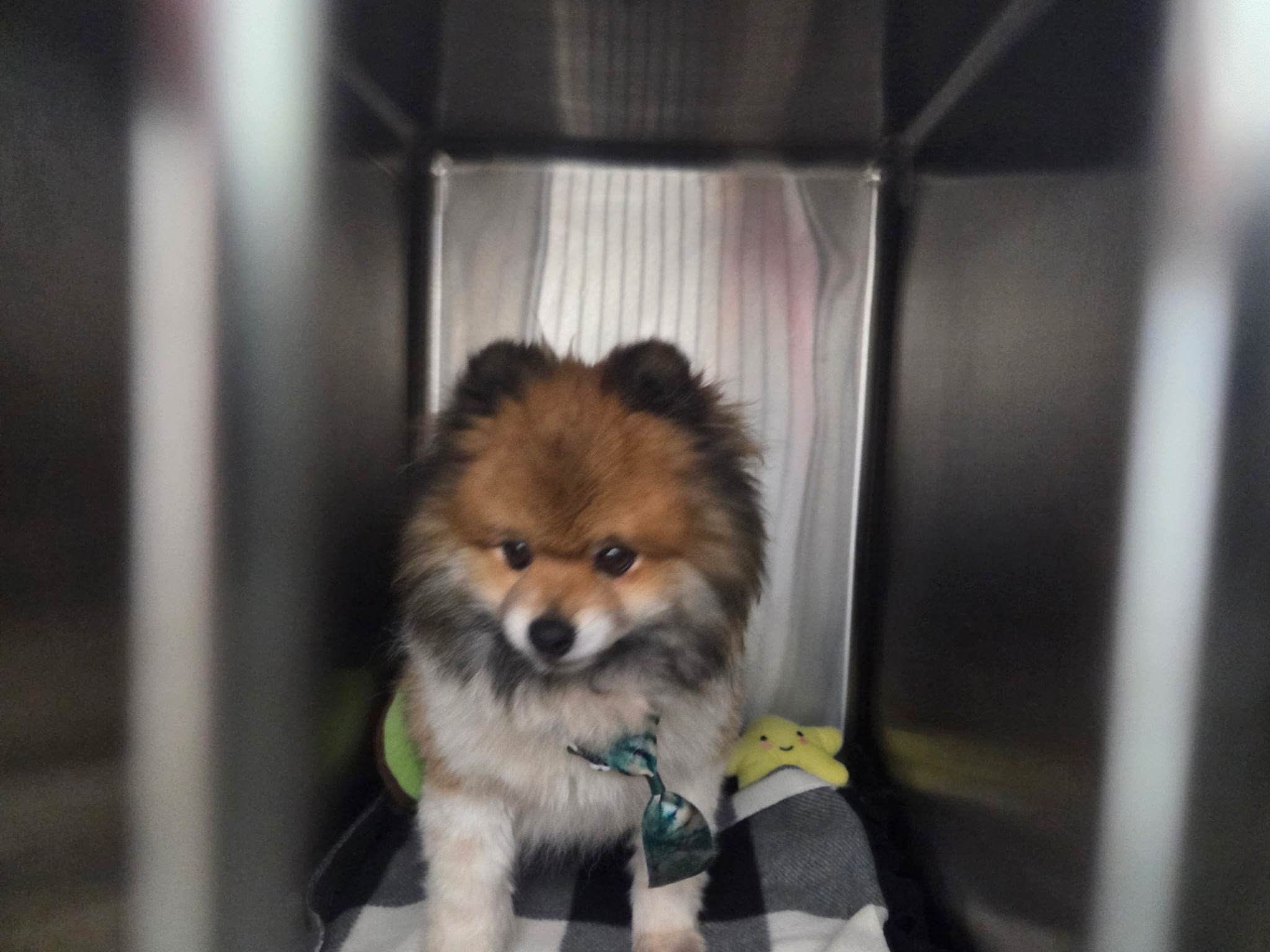 Teddy, a sable Pomeranian with a fluffy coat sitting with his toys at Wags 2 Wishes Animal Rescue in Minooka IL
