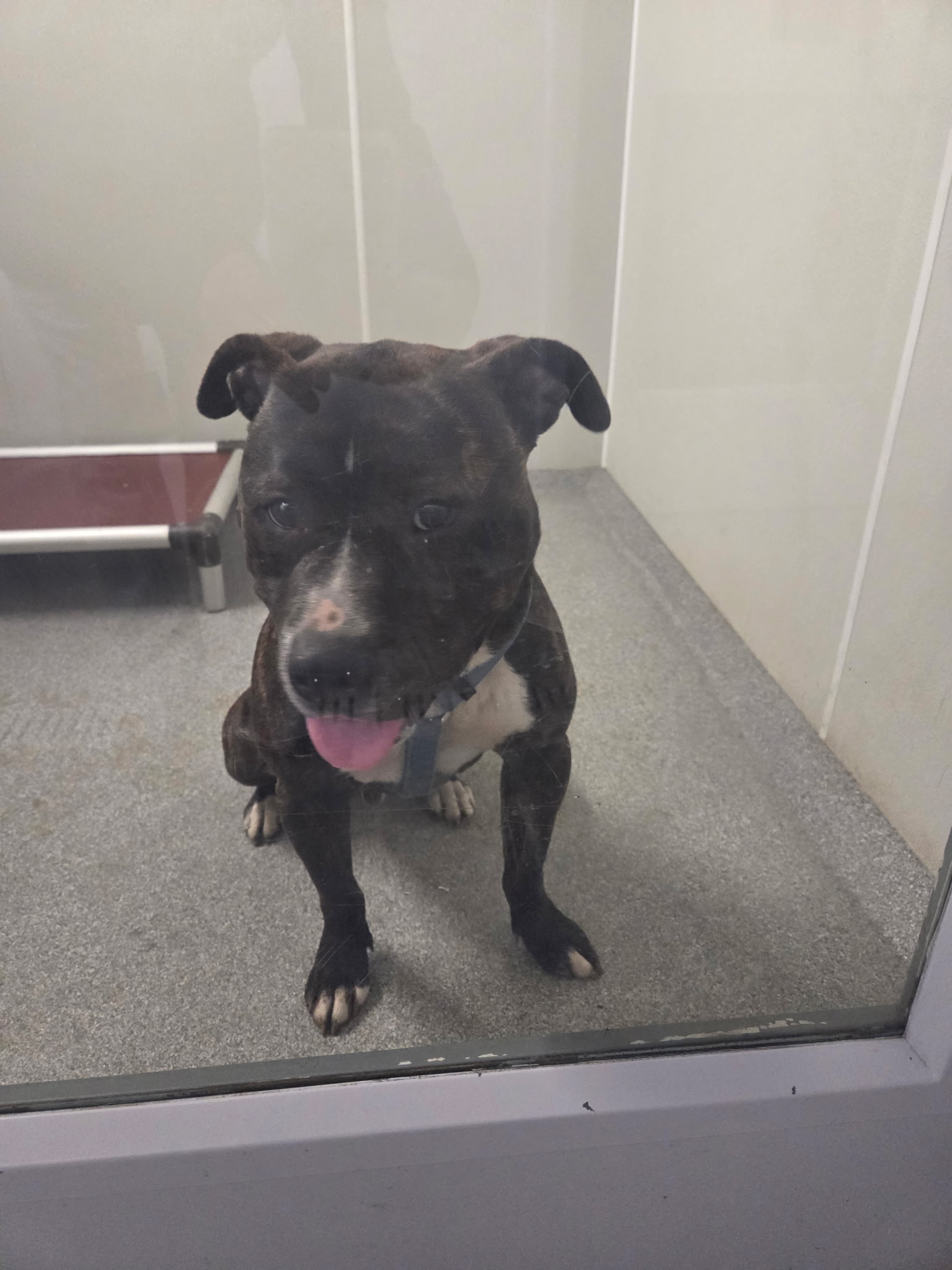 Tyson, a dark brindle Pit Bull mix sitting with tongue out and a big smile at Wags 2 Wishes Animal Rescue in Minooka IL