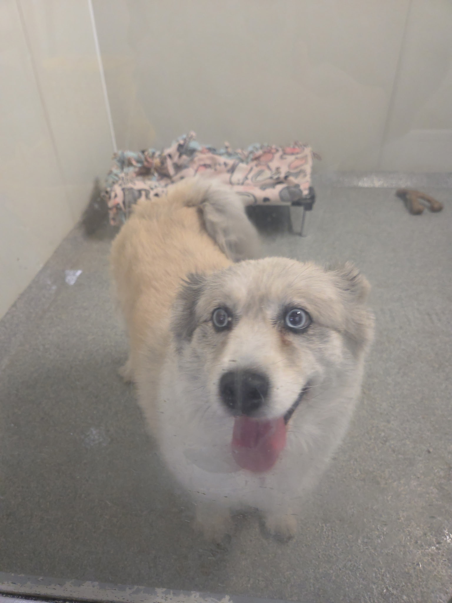 Zelda, a cream and gold Husky mix with striking blue eyes smiling at the camera at Wags 2 Wishes Animal Rescue in Minooka IL